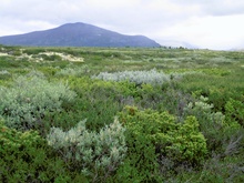 ~Dovrefjell Classic~