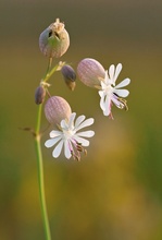 Taubenkropf-Leimkraut (Silene vulgaris)