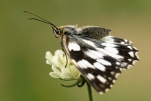 Beyond the Wings