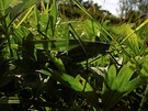 Großes Grünes Heupferd(Tettigonia viridissima)