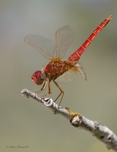 Feuerlibelle (Crocothemis erythraea)