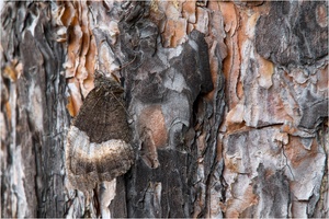 Kleiner Waldportier (Hipparchia alcyone)