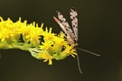 weibliche Skorpionsfliege (Panorpa communis)