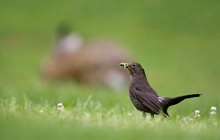 Frühstück: Die Amsel und der Hase