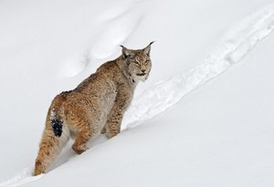 Ein Luchs zum Abkühlen