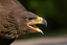 Steppenadler