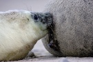 Helgoland