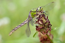 Ophiogomphus cecilia