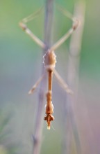 ~empusa pennata~