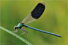 Gebänderte Prachtlibelle (Calopteryx splendens)