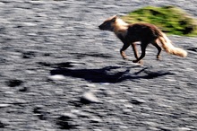 Zischhhh… der Weitwinkel-Mitzieh-Eisfuchs