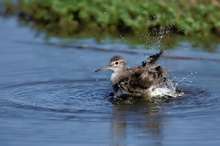 badender Flussuferläufer (Actitis hypoleucos)