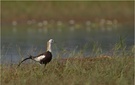 Jacana und Glaskugeln...