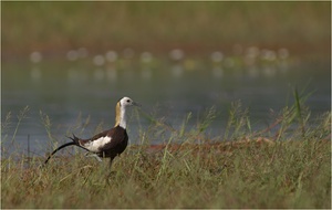 Jacana und Glaskugeln...