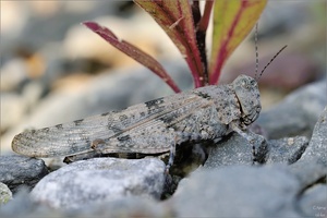 Sphingonotus~caerulans