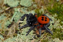 Deutschlands schönste Spinne