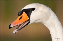 Höckerschwan (Cygnus olor)