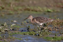 Kampfläufer (Philomachus pugnax) im Schlichtkleid