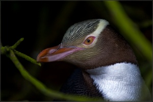 ein gelbaugenpinguin