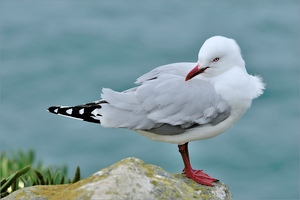 ~ Red billed Gull ~