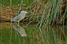 Nachtreiher (Nycticorax nycticorax)