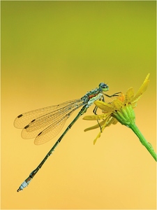 (Lestes sponsa), Männchen - Gemeine Binsenjungfer