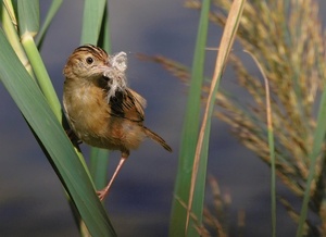 Cistensänger (Cisticola Juncidis) (2)