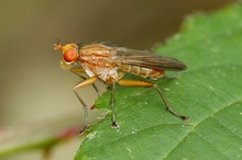 eine Fliege