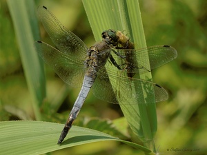 "Mahlzeit" oder "Natur Pur" ...