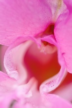 Blüteneingang vom Drüsigen Springkraut (Impatiens glandulifera)