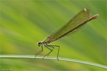 Südwestliche Prachtlibelle (Weibchen)