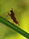 Fliege im Gegenlicht