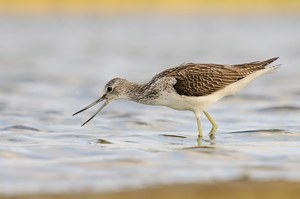 Grünschenkel (Tringa nebularia)