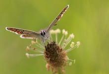 "Flug-Zeug-Träger"