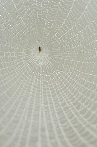 ~ Network ~