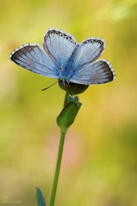 ~Blau~