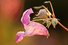 Blüte des Drüsigen Springkrauts (Impatiens glandulifera)