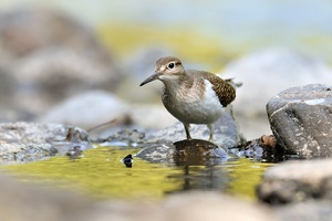 flussuferläufer