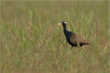 Der andere Jacana