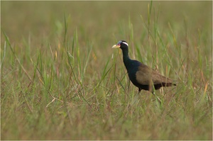 Der andere Jacana