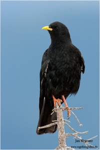 Alpendohle (Pyrrhocorax graculus)