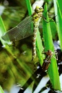 Blaugrüne Mosaikjungfer (Aeshna cyanea)