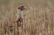 mausernder Fasan (Phasianus colchicus) im Stoppelfeld