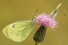 Spätsommerfalter