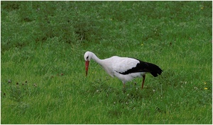 Auf der Jagd