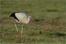 Weißstorch (Ciconia ciconia)