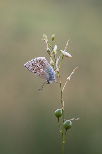 Silbergrüner Bläuling