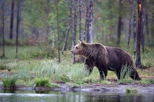 Der König des Waldes