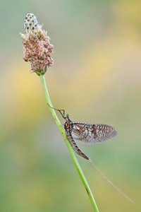 Ephemeroptera