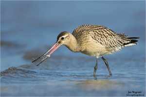 Pfuhlschnepfe (Limosa lapponica)